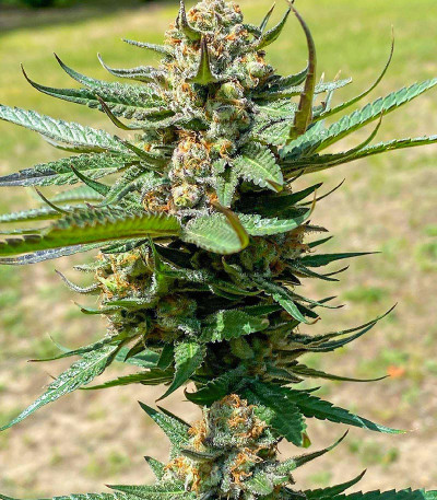 Сорт Sith OG fem (AlphaFem Seeds)