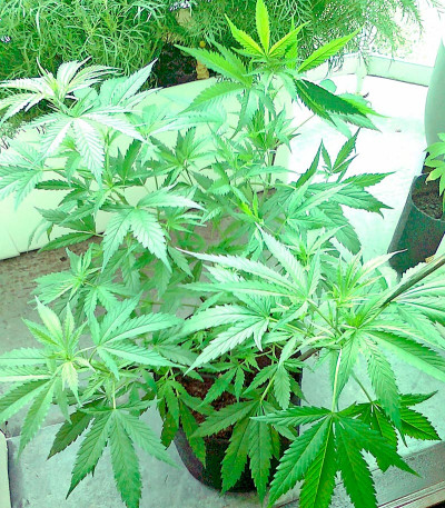 Сорт Chronic reg (Serious Seeds)