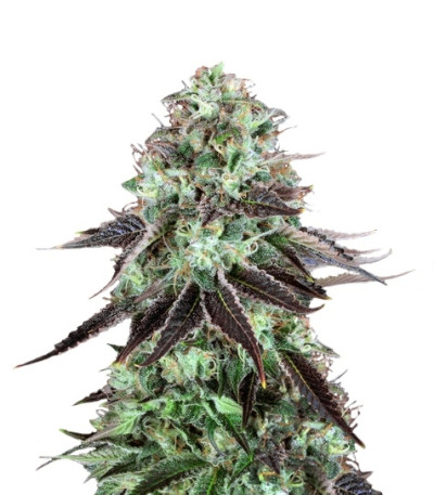 Сорт DarkStar Kush fem