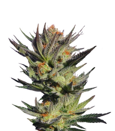 Сорт Faraona (Gypsy Kush) fem