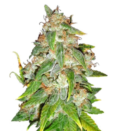 Сорт Kaia Kush fem (Green House Seed)