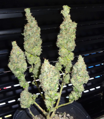 Сорт BubbleGummer fem (Female Seeds)