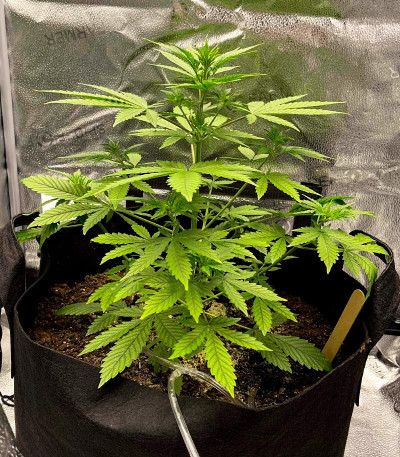 Сорт CBD Lemon Auto fem (Herbies Seeds)