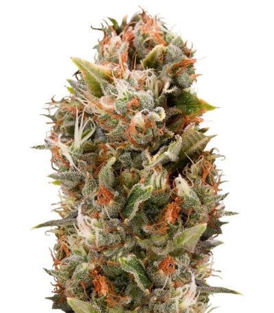 Сорт Chemdawg reg (Humboldt Seeds)