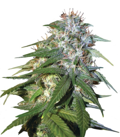 Сорт Sour Cream fem (DNA Genetics)