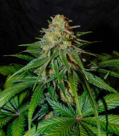 Сорт Black Muffin F1 Fast Version fem (Sweet Seeds)