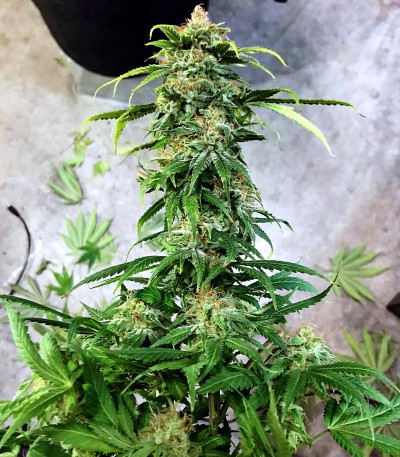 Сорт Blueberry Hill fem (Herbies Seeds)