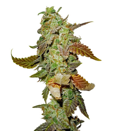 Сорт Diesel fem (Dinafem Seeds)