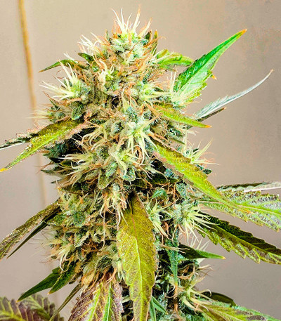 Сорт Za-Za OG fem (Herbies Seeds)