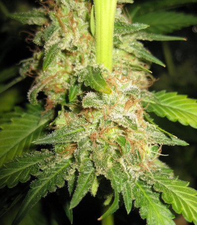 Сорт Blue Mystic fem (Royal Queen Seeds)