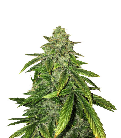 Сорт Bruce Banner fem (Cali Buds Seeds)