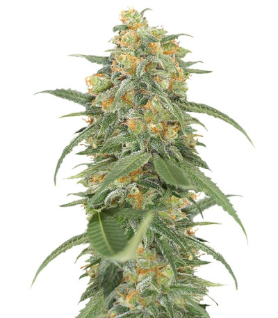 Сорт Green Crack fem (Humboldt Seed Organization)