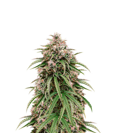 Сорт LSD Auto fem (Barney's Farm)