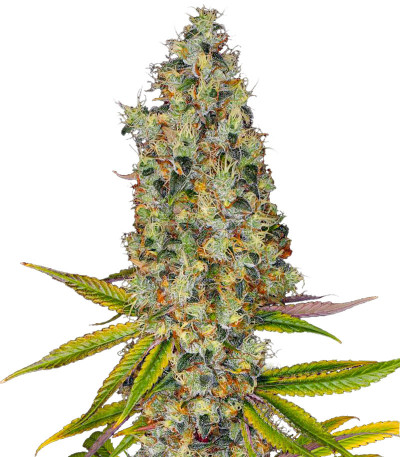 Сорт Rainbow Road fem (Paradise Seeds)