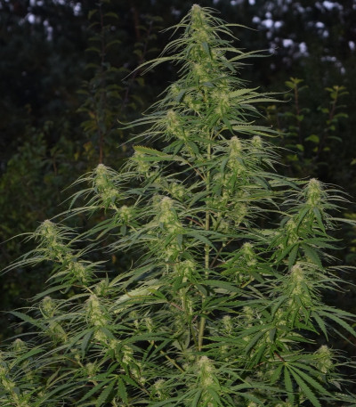 Сорт C99 fem (Female Seeds)