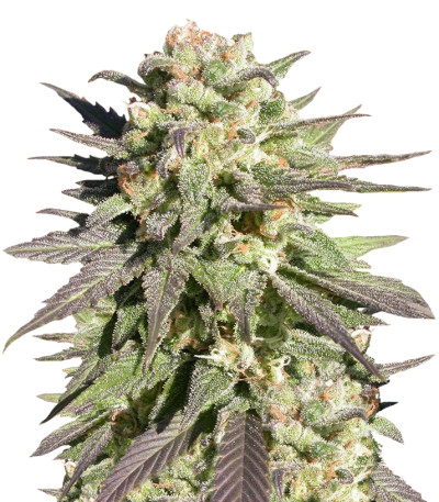 Сорт CBD-enriched Warlock fem (Serious Seeds)