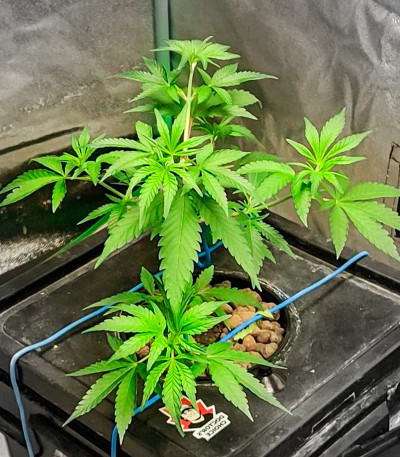 Сорт Deepforest Super Auto fem (Doctor’s Choice)