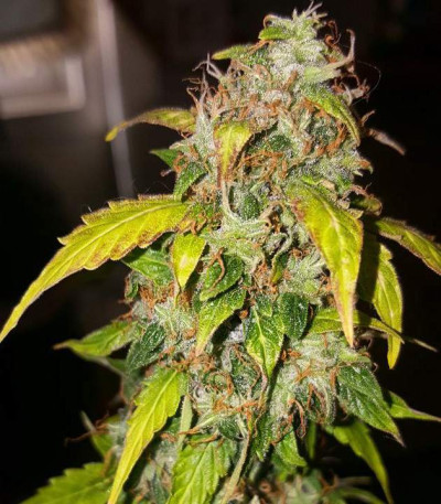 Сорт Lowryder Auto Fem (Vision Seeds)