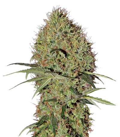 Сорт Super Bud Auto fem (Green House Seeds)