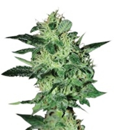 Сорт Super Critical fem (Green House Seeds)