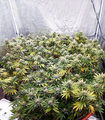 Сорт Bubba Slush fem (Green House Seeds)