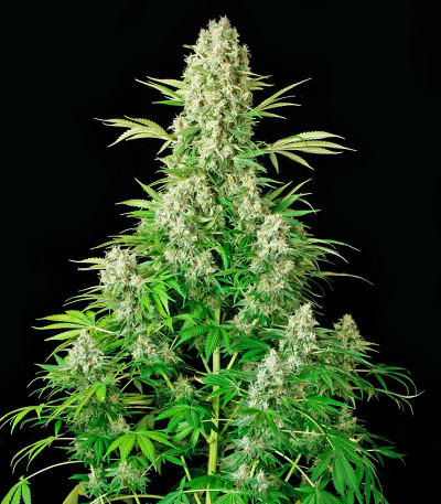 Сорт White Russian fem (Serious Seeds)