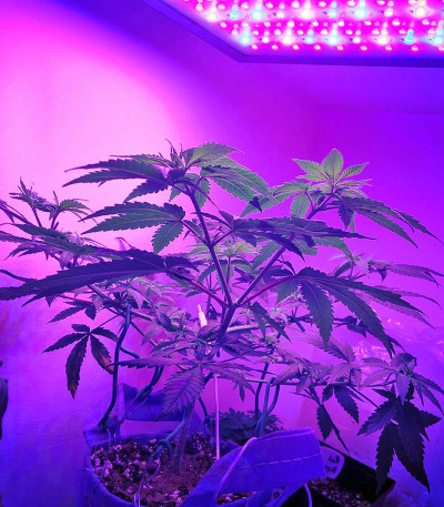 Сорт Amnesia Haze (Haze 1) fem (Nirvana Seeds)