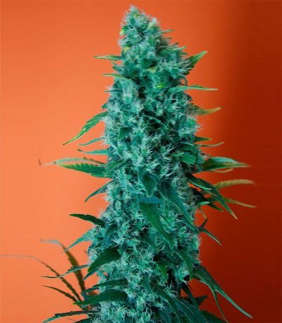 Сорт Afghan Cow fem (Dr. Krippling Seeds)