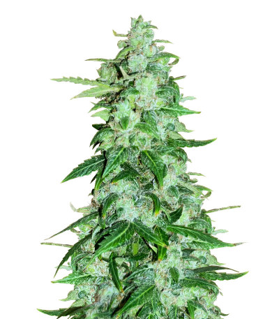 Сорт Brain Stroke Auto fem (High Speed ​​Buds)