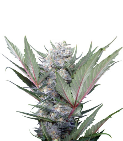 Сорт Sweet Skunk F1 Fast Version fem (Sweet Seeds)