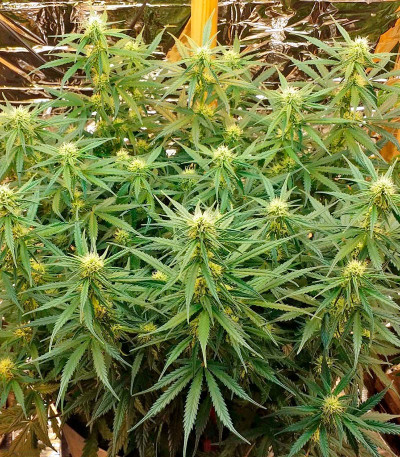 Сорт White Cheese Autoflowering fem (Dinafem Seeds)