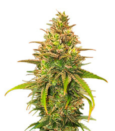 Сорт Bubble Gum Sherb fem (Blimburn Seeds)