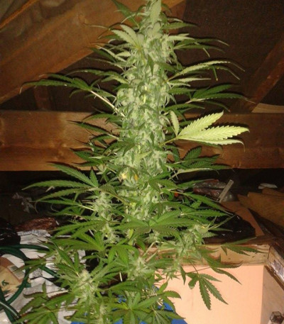 Сорт Fast & Vast auto fem