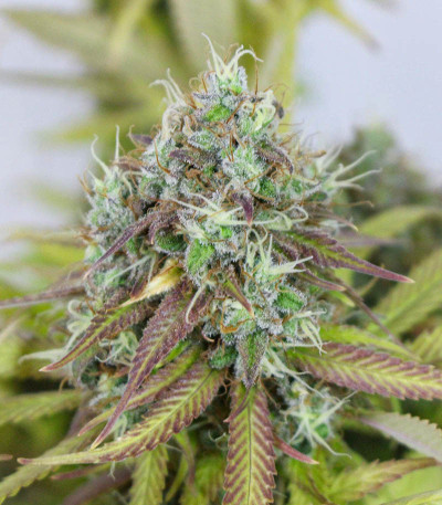 Сорт Shogun fem (Royal Queen Seeds)