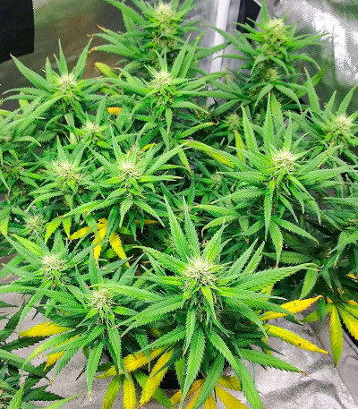 Сорт Sour Diesel Auto fem (Herbies Seeds)