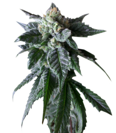 Сорт Sweet Mango Auto fem (Green House Seeds)