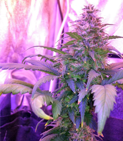 Сорт Amnesia fem (World of Seeds)