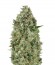 Сорт Critical Poison fem от 00 Seeds