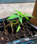 Сорт Leisure Zoot Larry fem (Dr. Krippling Seeds)