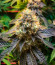 Сорт Runtz Punch fem (Herbies Seeds)