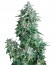 Сорт Auto Anubis fem (Pyramid Seeds)