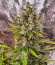 Сорт Smoothie Auto fem (FastBuds)