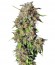 Сорт Wild Rose fem (Sweet Seeds)