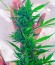 Сорт Auto White Widow fem (00 Seeds)