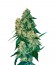 Сорт Chingis Khan fem (VIP seeds)