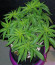 Сорт Peyote Critical fem (Barney's Farm)