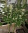 Сорт Crystal Queen fem (Vision Seeds)