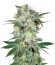 Сорт Mazar Kush fem (World of Seeds)