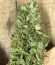 Сорт Northern Lights fem (Pyramid Seeds)