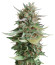 Микс семян Sativa Pure Origin Collection 8 (World of Seeds)